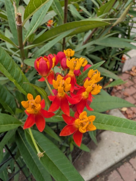 Small flower taken using Pixel 10 Pro Fold macro lens