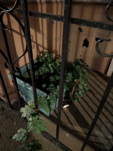Potted plant in the dark without Night Sight