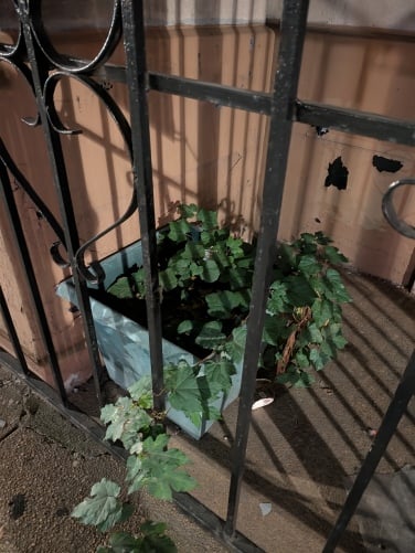 Potted plant in the dark taken using Night Sight