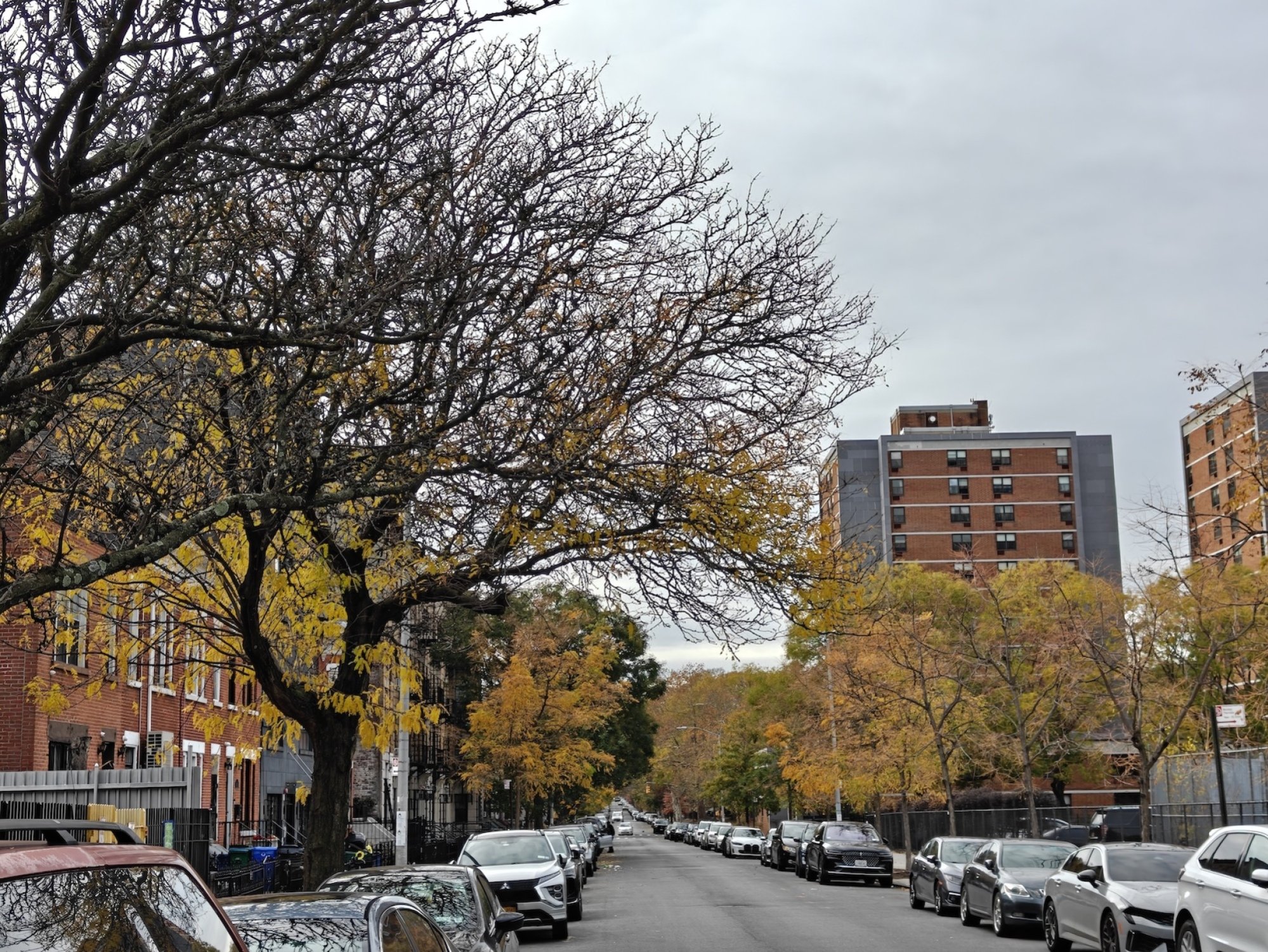 A shot of a bunch of trees on a Brooklyn city block in the fall