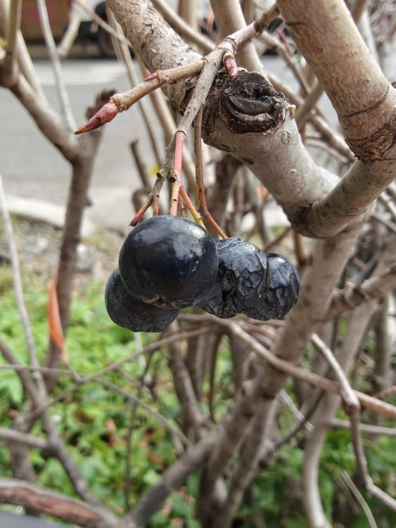 Tiny berries taken with macro mode