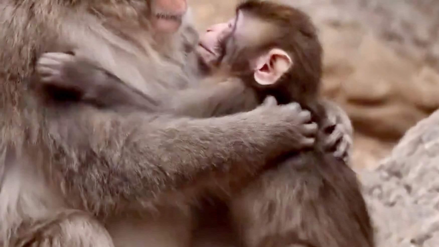 punch the monkey appears in a viral ai video