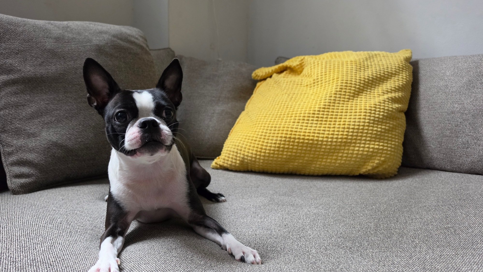portrait of boston terrier on a couch