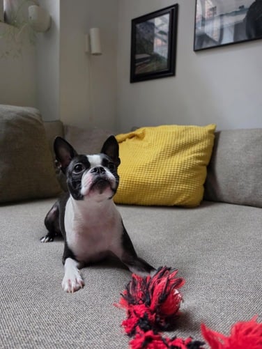 boston terrier with dog toy on couch