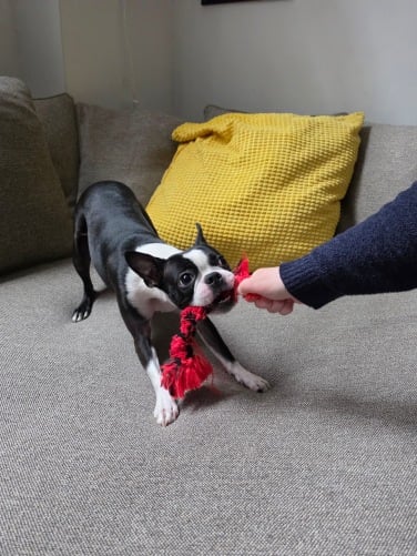 boston terrier with dog toy on couch