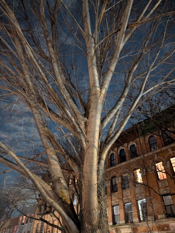 A tree taken with Pixel 10a night sight