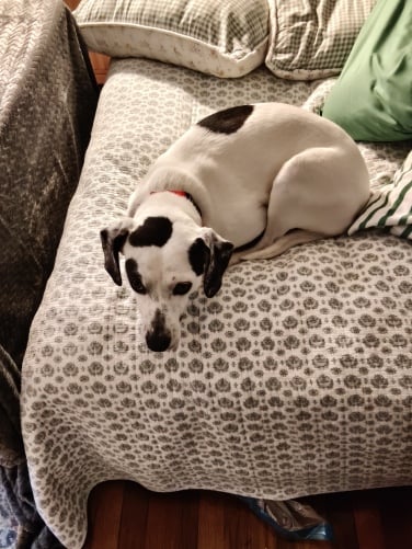 A dog sitting on a bed