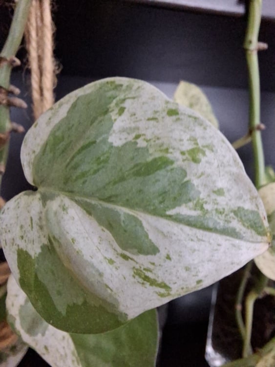 A plant leaf taken with macro lens