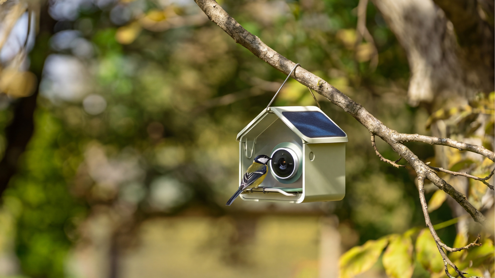 a birdbuddy nook bird feeder